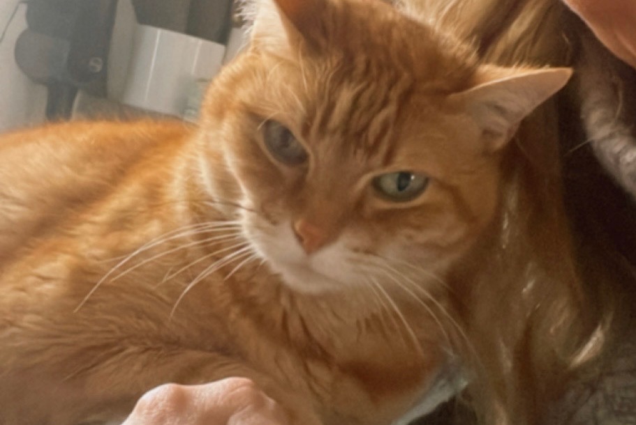 Vermisstmeldung Katze Männliche , 15 jahre Perpignan Frankreich Vermisstmeldung Katze Männliche , 15 jahre Perpignan Frankreich