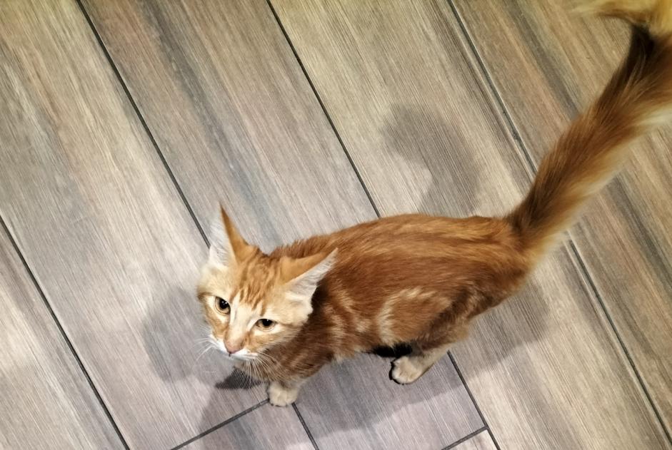 Fundmeldung Katze Männliche Thuir Frankreich