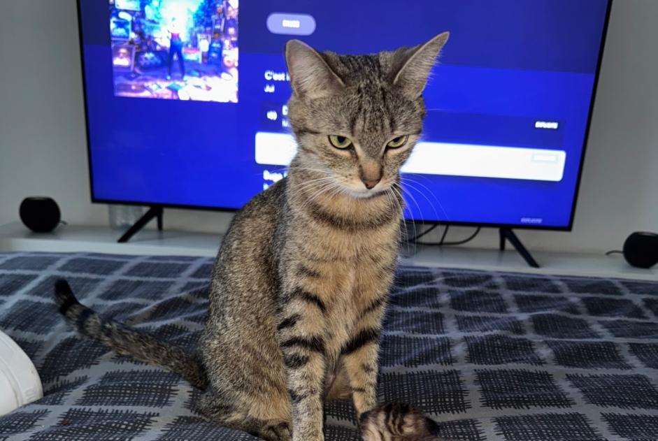 Vermisstmeldung Katze  Weiblich , 2 jahre Argelès-sur-Mer Frankreich