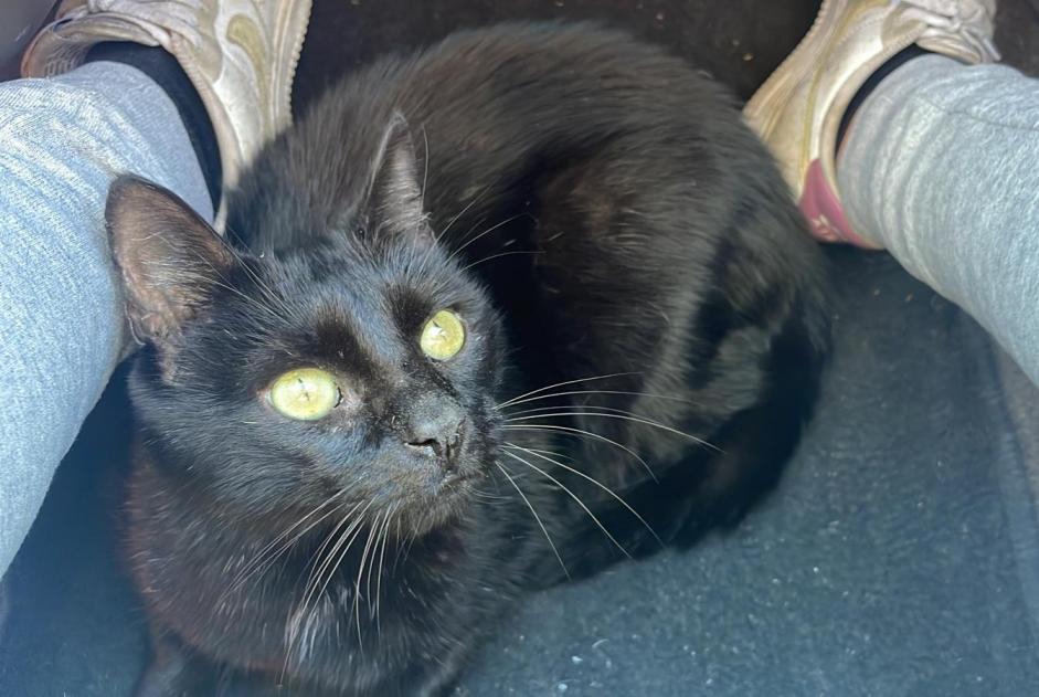 Disappearance alert Cat Male , 12 years Villelongue-Dels-Monts France Disappearance alert Cat Male , 12 years Villelongue-Dels-Monts France