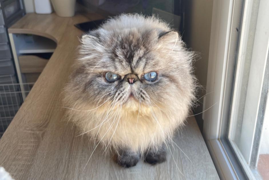 Disappearance alert Cat Male , 8 years Le Soler France Disappearance alert Cat Male , 8 years Le Soler France