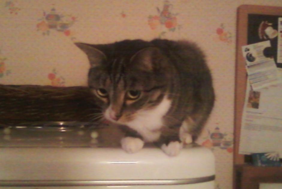 Disappearance alert Cat miscegenation Female , 14 years Arles-sur-Tech France Disappearance alert Cat miscegenation Female , 14 years Arles-sur-Tech France