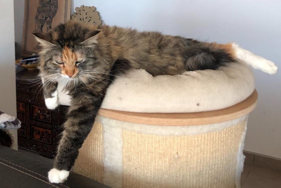 Disappearance alert Cat miscegenation Female , 4 years Cabestany France Disappearance alert Cat miscegenation Female , 4 years Cabestany France