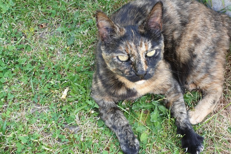 Disappearance alert Cat miscegenation  Female , 11 years Céret France