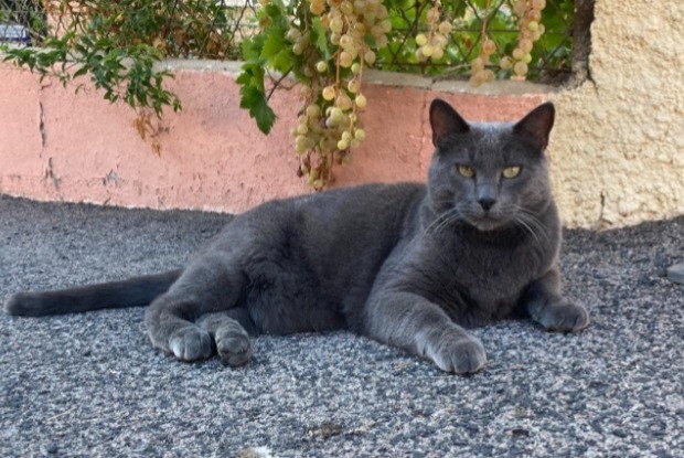 Disappearance alert Cat Male , 12 years Saint-Estève France
