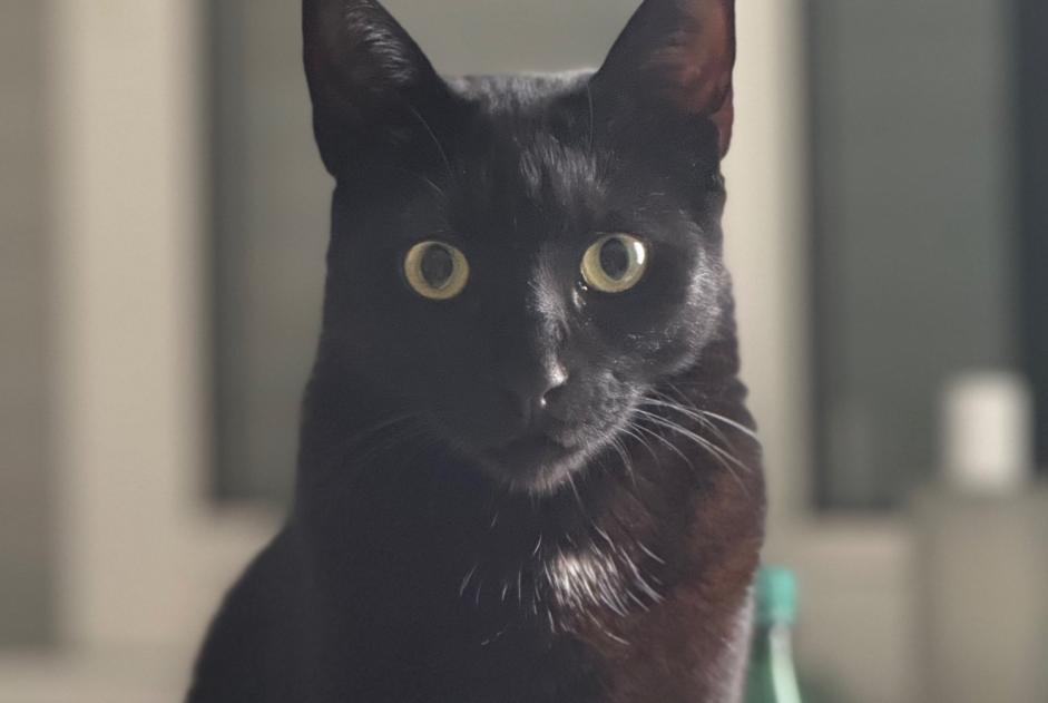 Disappearance alert Cat Male , 3 years Torreilles France