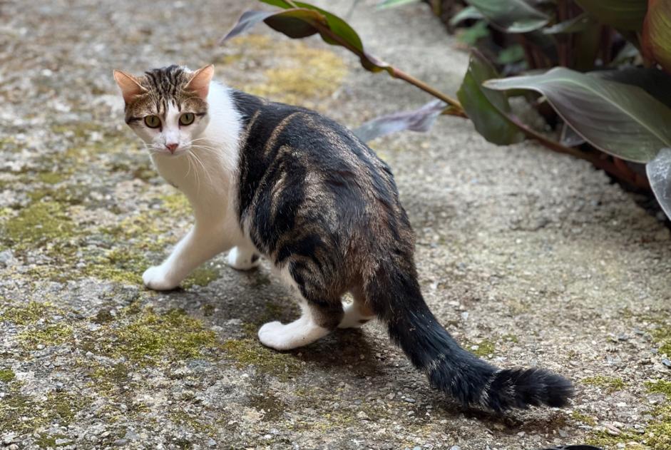 Disappearance alert Cat Male , 1 years Saint-Cyprien France