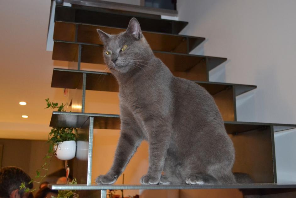 Alerta de Desaparición Gato  Macho , 9 años Pollestres Francia