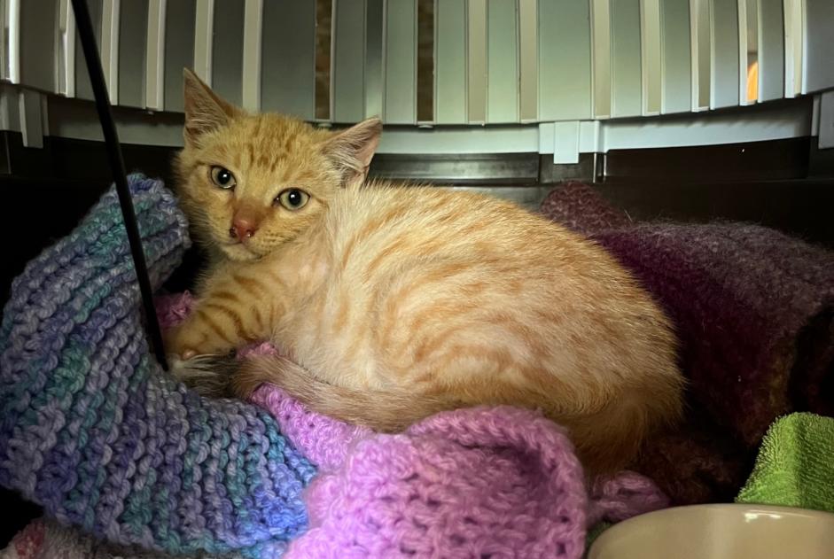 Alerta de Hallazgo Gato Desconocido Saint-Hippolyte Francia Alerta de Hallazgo Gato Desconocido Saint-Hippolyte Francia