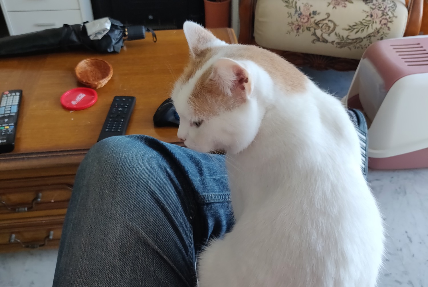 Alerte Disparition Chat Femelle , 11 ans Perpignan France