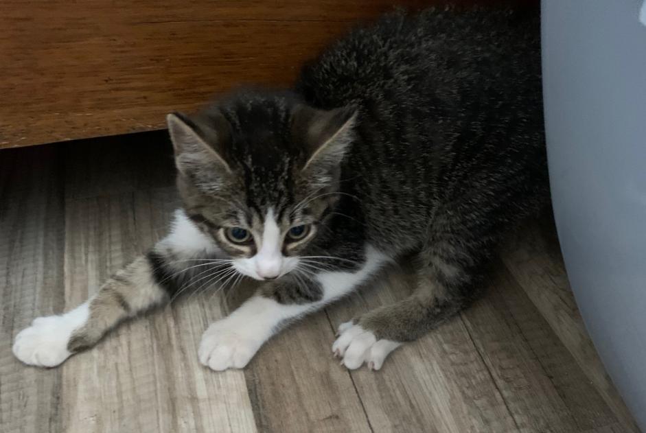 Alerte Découverte Chat Femelle Elne France