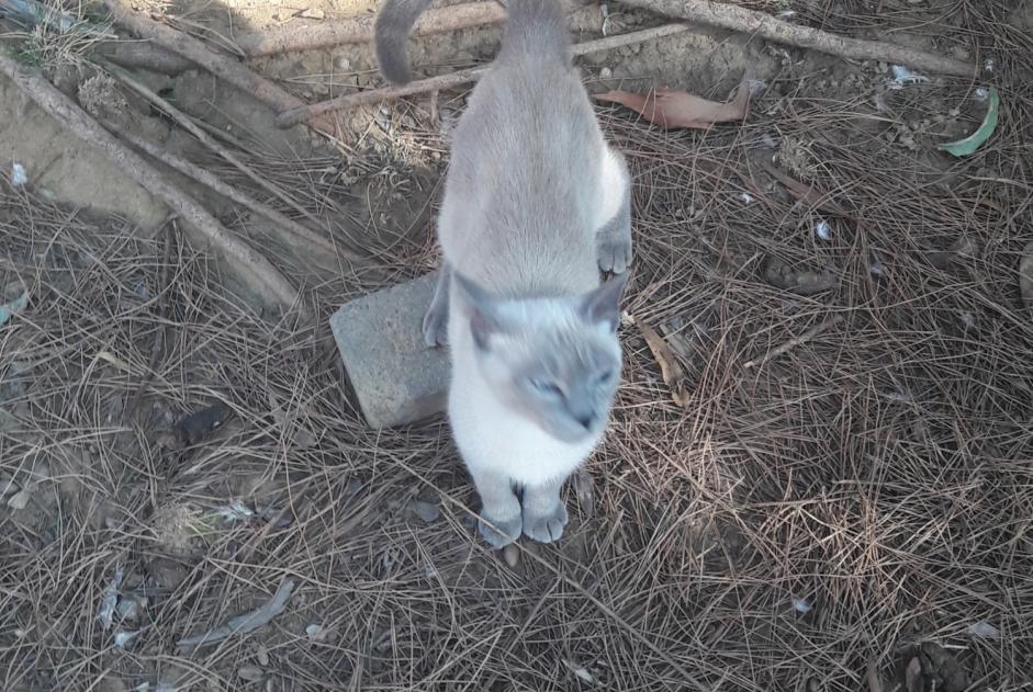 Alerte Découverte Chat  Femelle Perpignan France