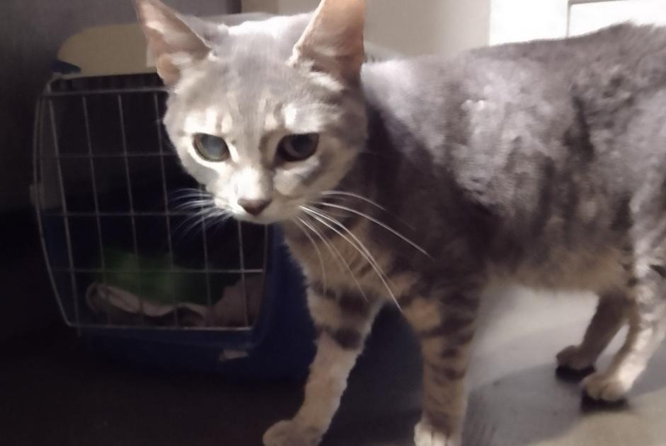 Alerte Disparition Chat croisement Femelle , 7 ans Elne France Alerte Disparition Chat croisement Femelle , 7 ans Elne France
