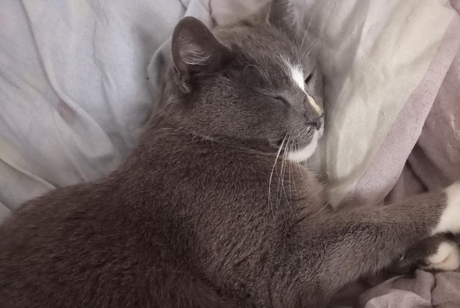 Alerte Disparition Chat Femelle , 8 ans Port-Vendres France Alerte Disparition Chat Femelle , 8 ans Port-Vendres France