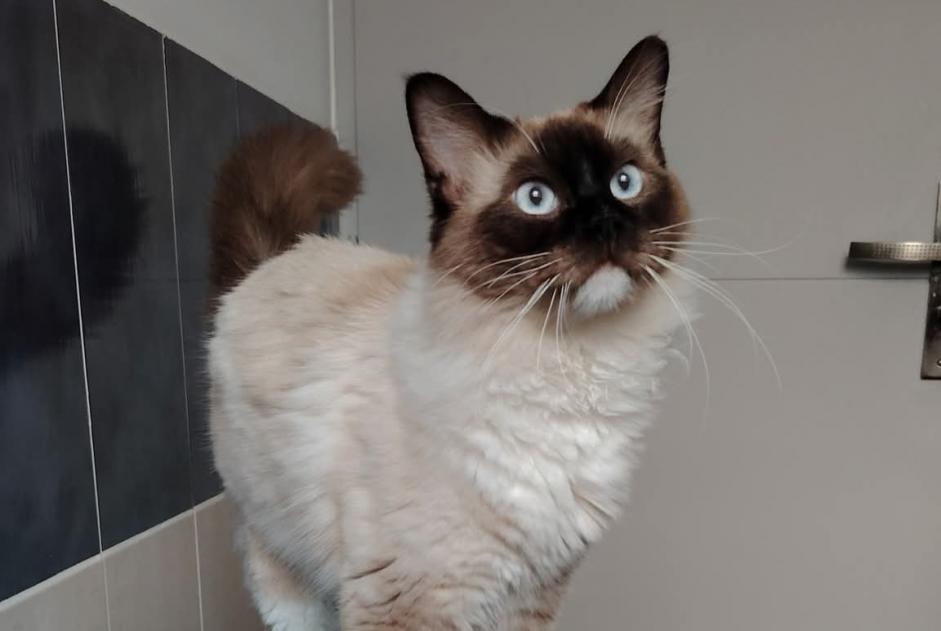 Alerte Disparition Chat Mâle , 1 ans Villeneuve-de-la-Raho France Alerte Disparition Chat Mâle , 1 ans Villeneuve-de-la-Raho France