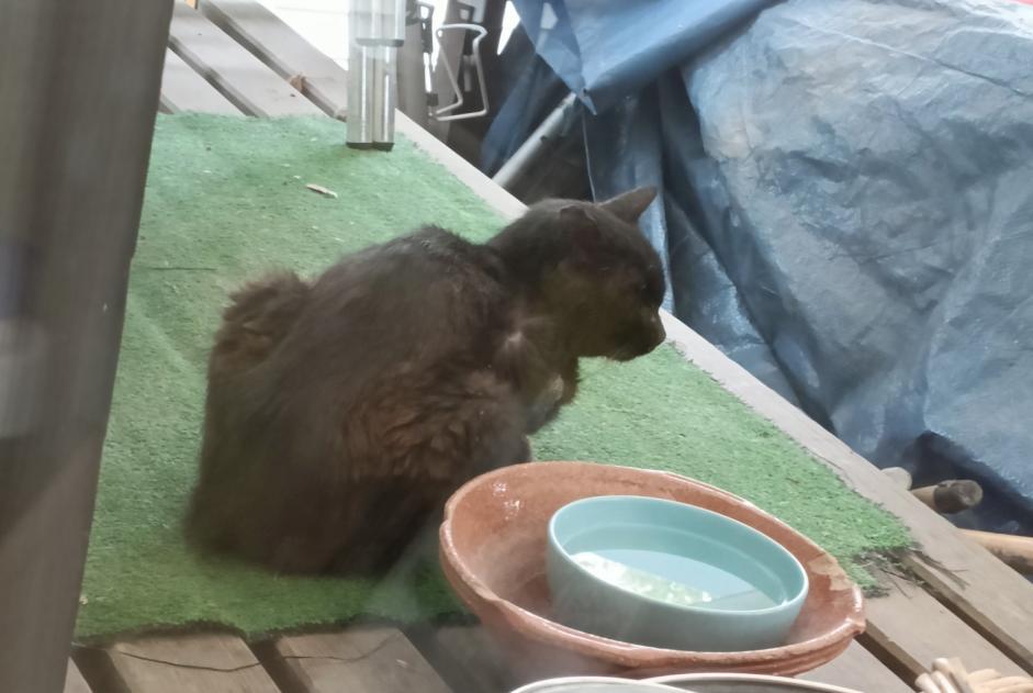 Avviso Ritrovamento Gatto incrocio di razze Non conosciuta Alénya Francia Avviso Ritrovamento Gatto incrocio di razze Non conosciuta Alénya Francia