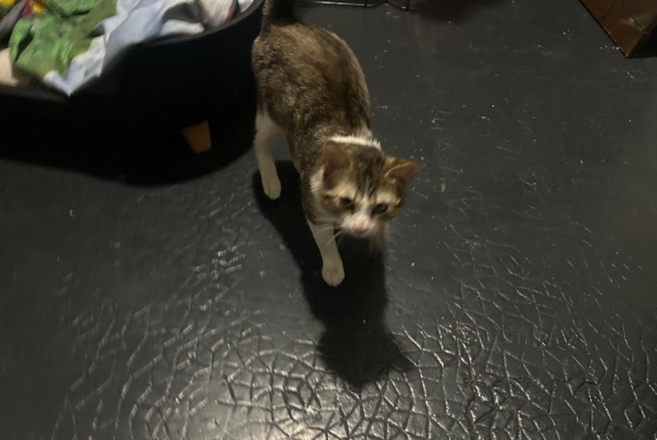 Avviso Ritrovamento Gatto Maschio Perpignan Francia