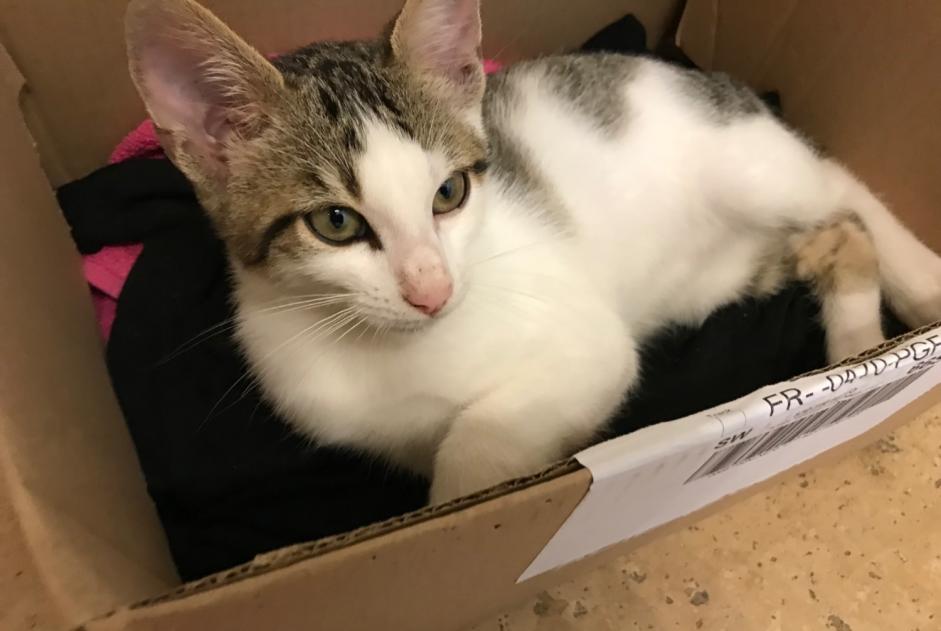 Ontdekkingsalarm Kat Mannetje Cabestany Frankrijk