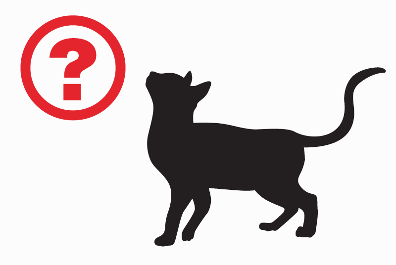 Discovery alert Cat  Male Perpignan France